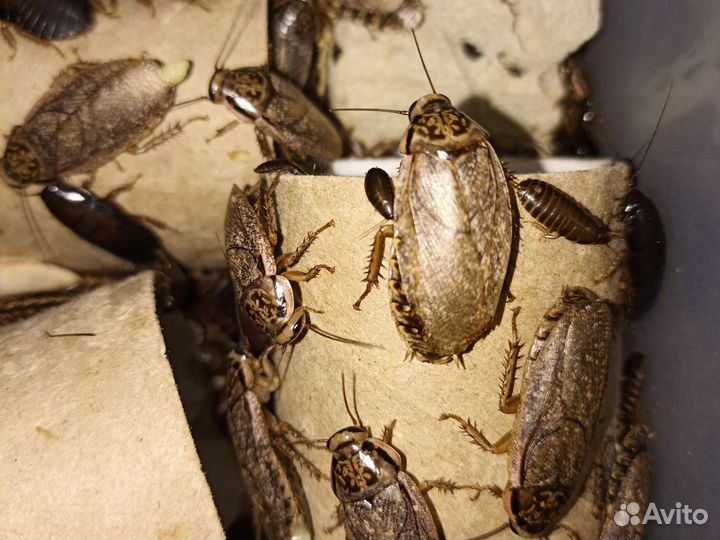 Мраморный таракан