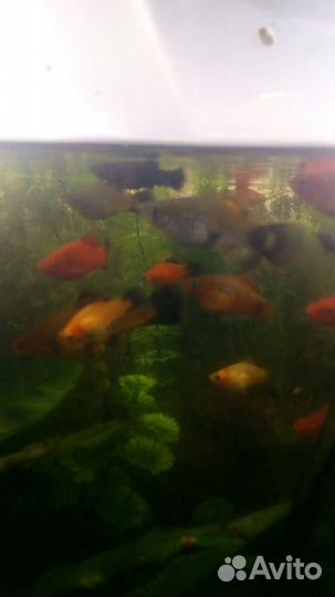 Рыба гурами жемчужный,пецилия,меченосец, молинезия