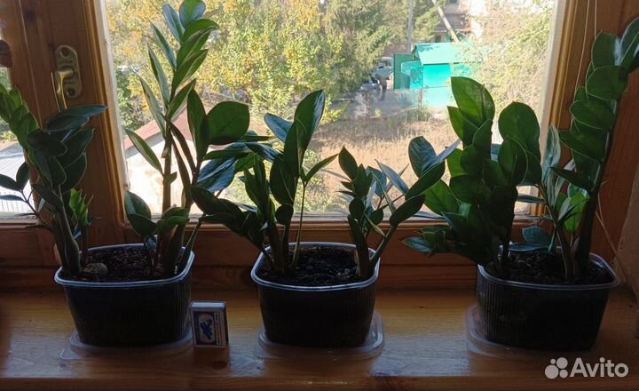 Замиокулькас