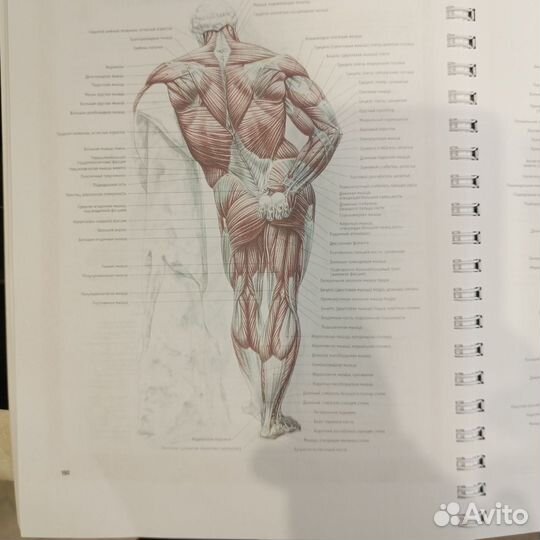 Анатомия силовых упражнений Делавье 5 издание