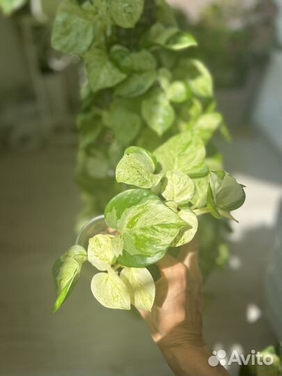 Эпипремнум