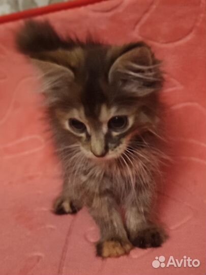 Котёнок комнатная рысь