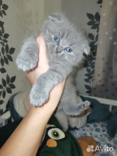 Британские котята