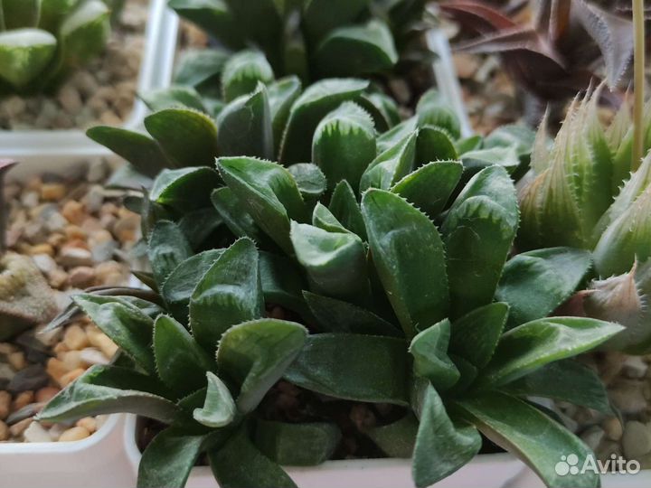 Хавротия ретуза