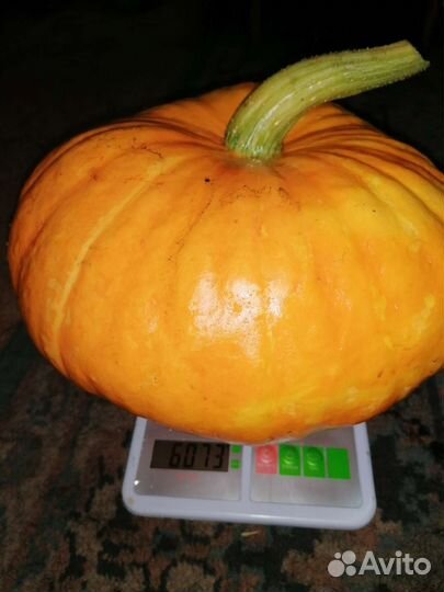 Семена Тыквы Турецкая чалма