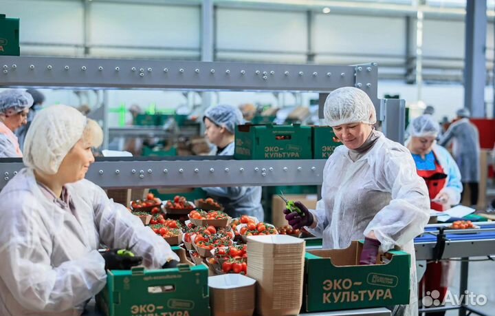 Вахта для М/Ж в Москве - Упаковщица /к помидоров