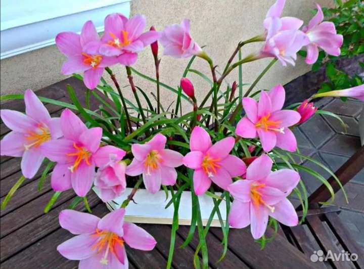 Розовый и белый зефирантес