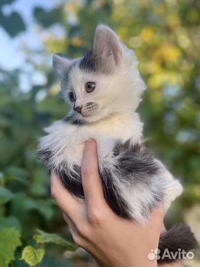 Котенок девочка Настя в добрые руки