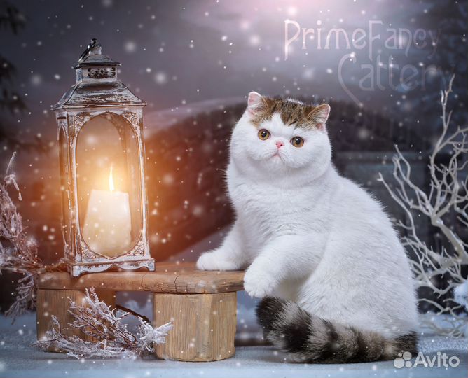 Котик экзот ванечка