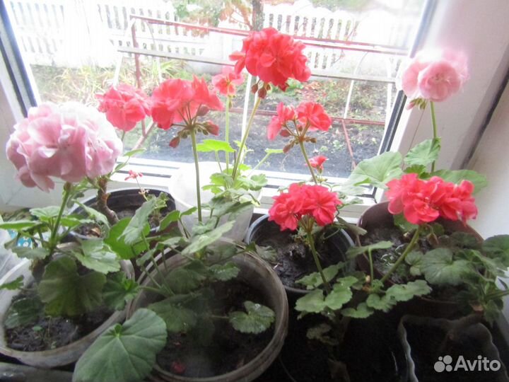 Пеларгония плющелистная