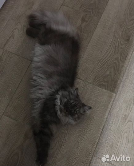 Кошка в дар бесплатно