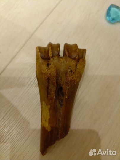 Кость пясти бизона