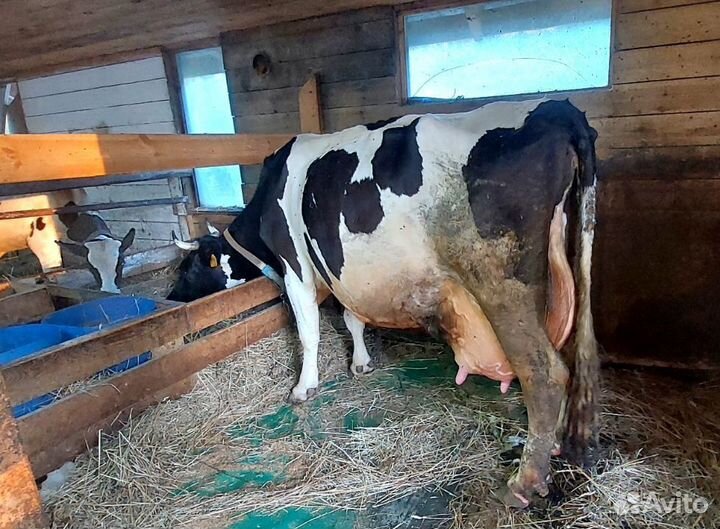 Продам корову дойную