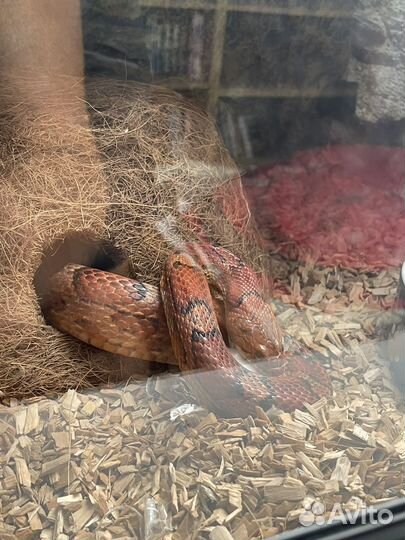 Маисовый полоз с террариумом