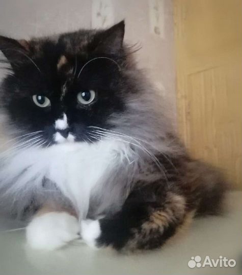 Кошка в добрые руки