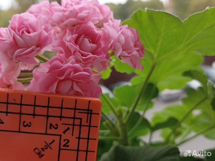 Герань Australian pink rosebud