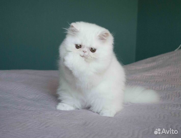 Персидская девочка, белого окраса, шоу