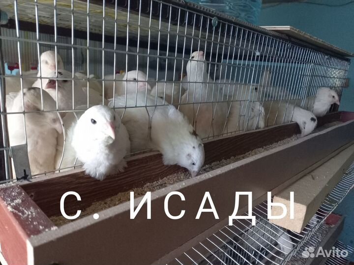 Перепела Техасские суточные, подрощенные