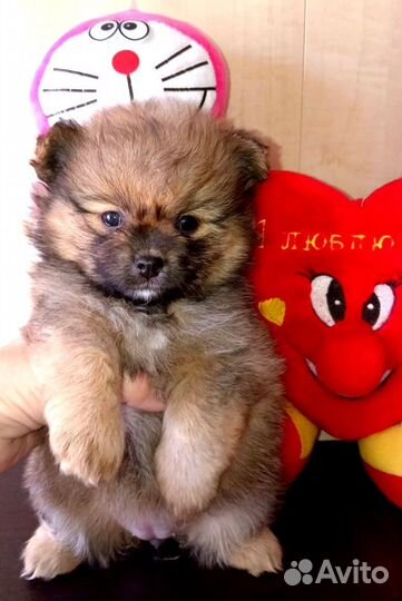 Померанский шпиц мини