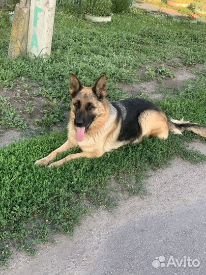 Немецкая овчарка