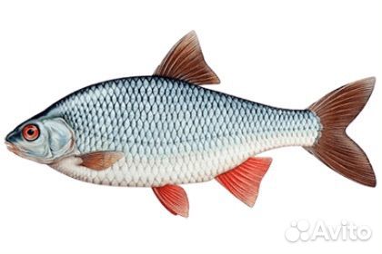 Живцы (сорога)