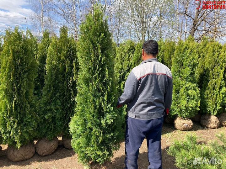 Саженцы хвойной Туи Смарагд 180 - 200 см