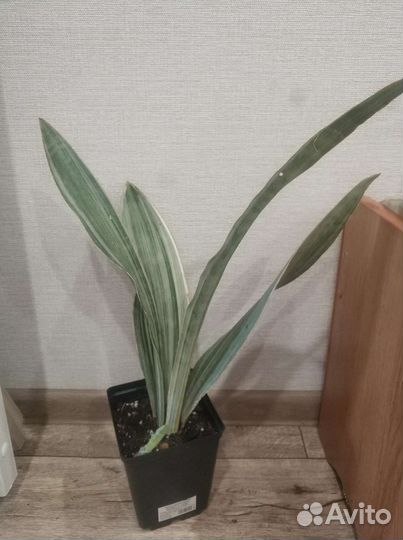 Сансивиерия Металлика, она же манолин