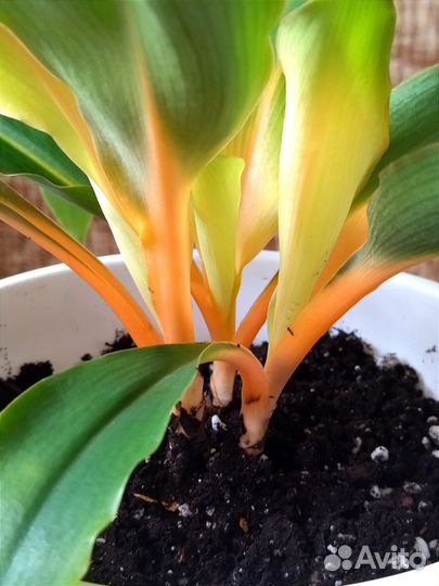 Хлорофитум грин оранж
