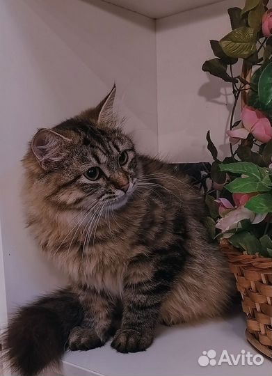 Сибирские котята