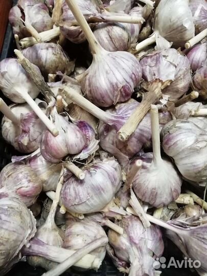 Лук, чеснок