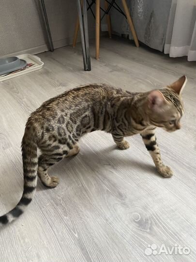 Бенгальский котенок мальчик