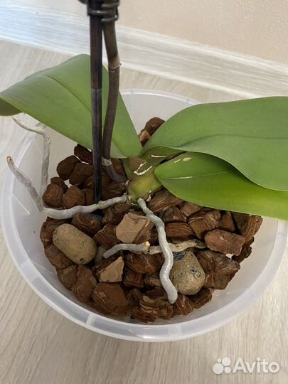 Apple blossom отцветает