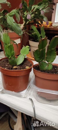 Цветок декабрист