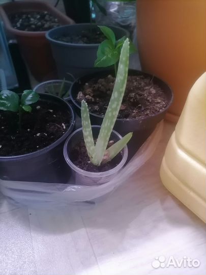 Комнатные растения