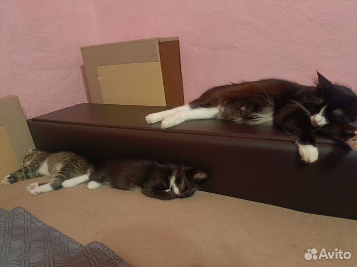 Котята отдам только в ответственные руки