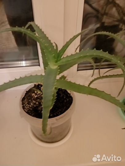 Алоэ лечебный