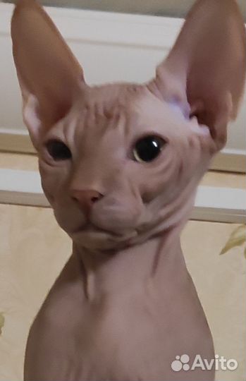 Канадский сфинкс