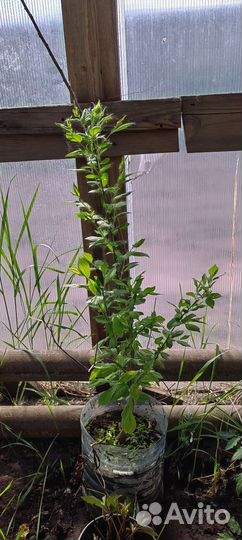 Саженцы сливы и войлочной вишни