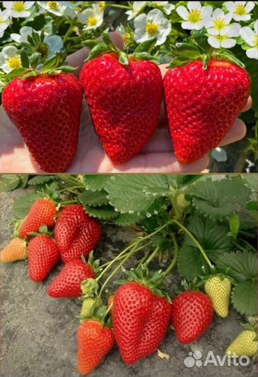 Клубника ремонтантная,Малина,Смородина,Крыжовника