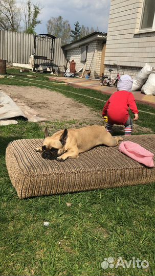 Шенки французского бульдога