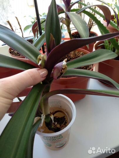 Традесканция 