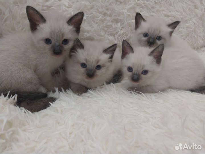 Тайские котята
