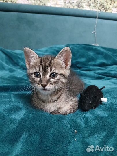 Котенок бесплатно