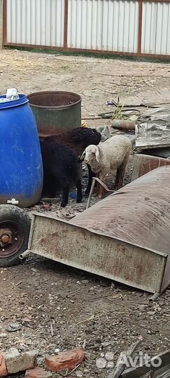 Овцы бараны