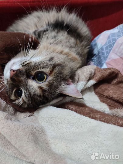 Пушистая крошка в добрые руки