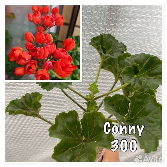 Пеларгония герань