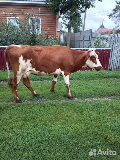 Корова дойная