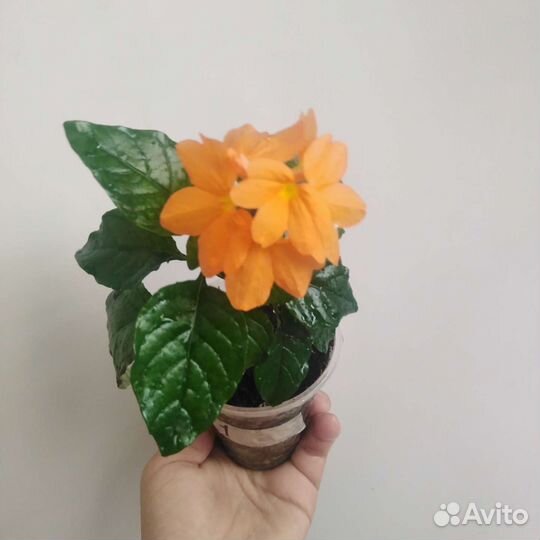 Комнатные цветы