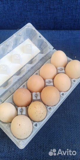 Инкубационное яйцо породистых кур