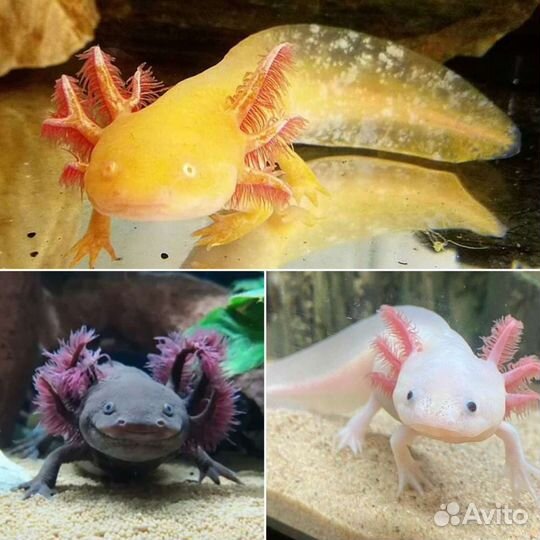 Аксолотль лунтик (жетлый, черный, белый) 10см-20см